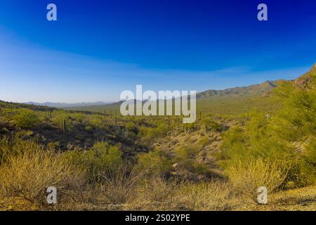 Dieses Foto fängt die raue Schönheit von Tucson, Arizona, mit seiner dramatischen Berglandschaft am Horizont ein. Saguaro Kakteen Punkt Stockfoto
