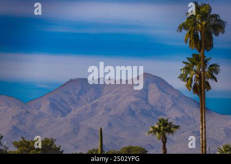 Dieses Foto fängt die raue Schönheit von Tucson, Arizona, mit seiner dramatischen Berglandschaft am Horizont ein. Saguaro Kakteen Punkt Stockfoto