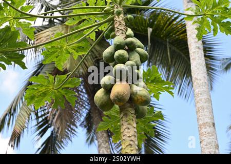 Blick auf die reifenden Papaya-Früchte, die auf dem Stamm eines Papaya-Baumes auf einem landwirtschaftlichen Feld wachsen. Fruchtkrankheit ist auf der Oberfläche der Reifung sichtbar Stockfoto