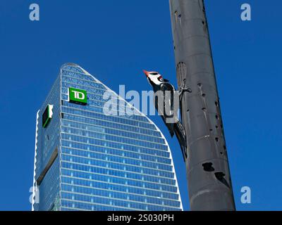 Toronto Canada / Toronto Dominion Terrace Bank an der Front Street West, Downtown Toronto. Die Fastwürmer-Holzspecht-Säulenskulptur ist im Stich Stockfoto