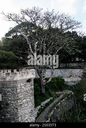 Ein hoher, blattloser Baum steht neben einer Steinmauer mit einem gewundenen Pfad darunter. Die Szene spielt in einer natürlichen Umgebung mit Grün und bewölktem Himmel Stockfoto