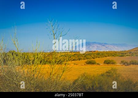 Dieses Foto fängt die raue Schönheit von Tucson, Arizona, mit seiner dramatischen Berglandschaft am Horizont ein. Saguaro Kakteen Punkt Stockfoto