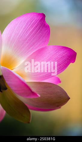 Vacratot, Ungarn - schöner rosa heiliger Lotus, indischer Lotus (Nelumbo Nucifera) oder einfach Wasserlilie ist eine von zwei noch existierenden Arten von Wasserpflanzen in Stockfoto