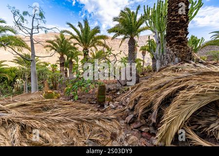 Eine Wüstenlandschaft mit ein paar Palmen und einem Berg im Hintergrund. Die Bäume sind trocken und braun, und der Boden ist bedeckt mit toten Blättern und d Stockfoto