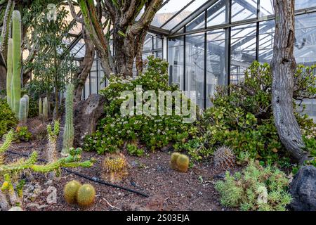 Ein Gewächshaus mit Pflanzen und Bäumen, einschließlich Kakteen und einem Baum mit einem großen Stamm Stockfoto