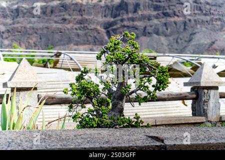 Ein kleiner Baum wächst in einem felsigen Gebiet. Der Baum ist von einem Zaun umgeben und befindet sich in der Nähe eines Gebäudes. Das Bild hat eine friedliche und ruhige Stimmung Stockfoto