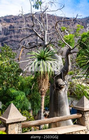 Ein Baum mit einem grünen Blatt wächst vor einem Berg. Der Baum ist von anderen Bäumen und Büschen umgeben Stockfoto