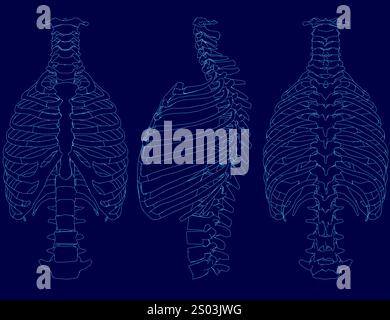 Kontursatz menschliche Brust Skelett-Vektor-Illustration Stock Vektor