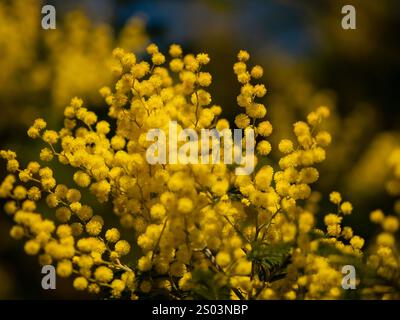 Schöne, leuchtend gelbe, haarige Mimosablüten aus der Nahaufnahme. Blühender Mimosabaum bei Frühlingswellen auf Wind. Sonniger Frühlingstag. Akacia dealbata. Flauschig f Stockfoto