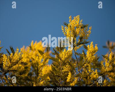 Schöne, leuchtend gelbe, haarige Mimosablüten aus der Nahaufnahme. Blühender Mimosabaum bei Frühlingswellen auf Wind. Sonniger Frühlingstag. Akacia dealbata. Flauschig f Stockfoto