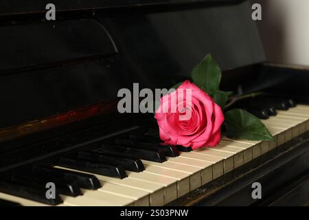 Wunderschöne pinke Rose auf den Klaviertasten. Romantische Musik Stockfoto