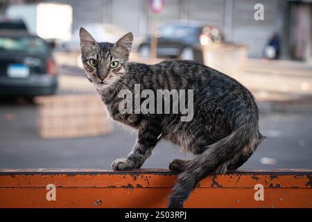 Eine wachsame Straßenkatze, die auf einer orangen Oberfläche vor einem urbanen Hintergrund in Alexandria, Ägypten, thront, um das Wesen des Stadtlebens einzufangen. Stockfoto