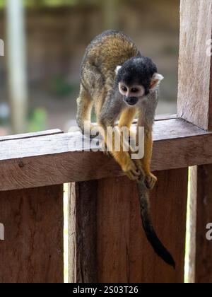 Eichhörnchenaffe (Saimiri sciureus) im Dorf Boca do Mamirauá. Boca do Mamirauá ist ein Dorf im Nationalpark Mamirauá am Amazo Stockfoto