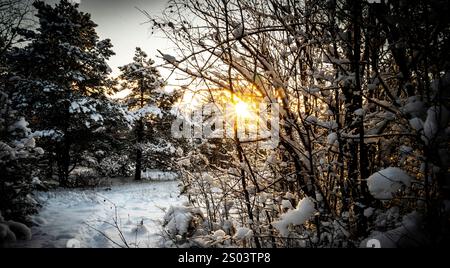 Eine ruhige Winterlandschaft mit schneebedeckten Bäumen und einem Pfad, der durch einen Wald führt. Die Sonne geht unter und wirft ein warmes Leuchten durch den Zweig Stockfoto