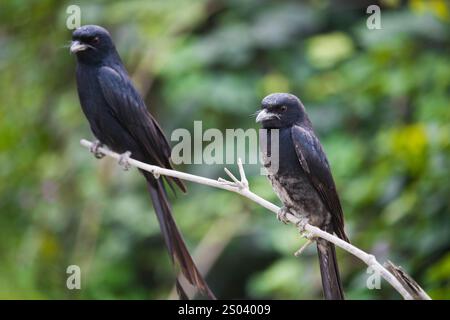 Gewöhnlicher Grackle Vogel auf einem Zweig eines Baumes ist der Grossschwanzgrackle einer der häufigsten Vögel. Stockfoto