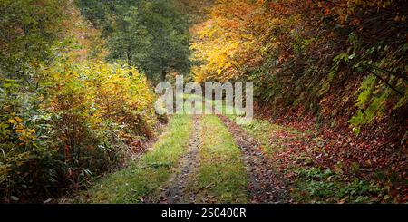 Pfad im Wald in Japan während der Herbstsaison Stockfoto