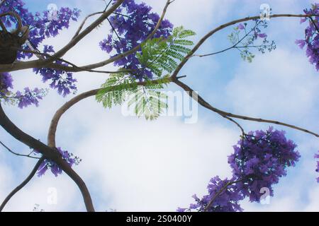 Jacaranda blüht auf einem Baum vor blauem Himmel. Blühender Baum mit lilafarbenen Blüten an den Zweigen im Frühling. Ein Rahmen aus Baumästen. Stockfoto