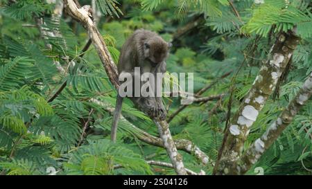 Macaca fascicularis (kera ekor panjang, Monyet ekor panjang, Langschwanzmakaken, Krabbenfressenaffe, Cynomolgus macaque) auf dem Baum Stockfoto