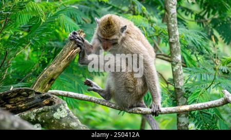 Macaca fascicularis (kera ekor panjang, Monyet ekor panjang, Langschwanzmakaken, Krabbenfressenaffe, Cynomolgus macaque) auf dem Baum Stockfoto