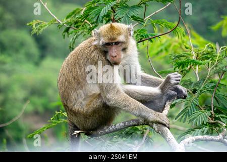 Macaca fascicularis (kera ekor panjang, Monyet ekor panjang, Langschwanzmakaken, Krabbenfressenaffe, Cynomolgus macaque) auf dem Baum Stockfoto