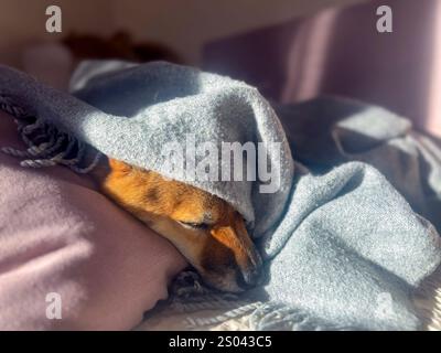 Nachdenklicher Shiba Inu mit einem traurigen Ausdruck, Kopf unter einer Decke. Die Stimmung ist nachdenklich und besinnlich. Hochwertige Nahaufnahmen. Kopierbereich verfügbar. Stockfoto