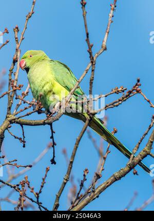 Ringhals-Sittich (Psittacula krameri), der in Winterbäumen an Blattknospen füttert, Surrey, England, Vereinigtes Königreich Stockfoto