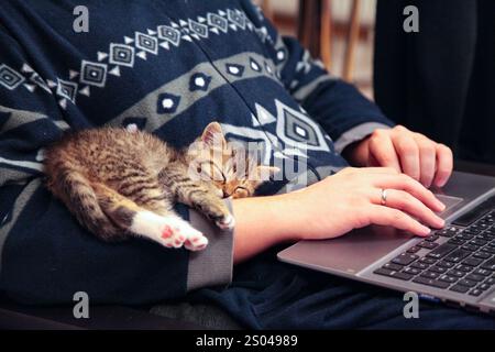 Ein kleines Kätzchen schläft in den Armen seines Besitzers, während er an einem Laptop arbeitet Stockfoto