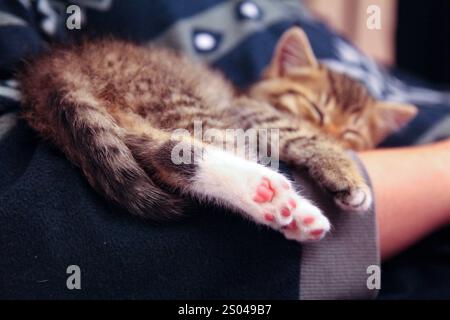 Niedliches kleines Kätzchen mit rosafarbenen Absätzen schläft in den Armen des Besitzers Stockfoto