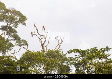 Gruppe von Scharlach-Aras (Ara macao) auf einem Baum, Papageien (Psittaciformes), Laguna del Lagarto Lodge, Alajuela, Costa Rica, Mittelamerika Stockfoto