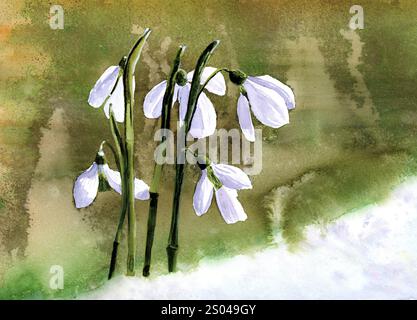 Aquarellmalerei von Schneeglöckchen (Galanthus), Hintergrund grün in verschiedenen Schattierungen, Vorderschnee Stockfoto