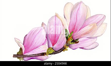 Aquarellgemälde einer Magnolie (Magnolie), Zweig mit mehreren Blüten in rosa und weiß, Knospen in grün, Hintergrund weiß Stockfoto