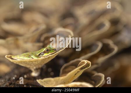 Maskenfrosch (Smisisa phaeata), Frösche (Rana), Costa Rica, Mittelamerika Stockfoto