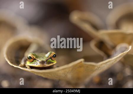 Maskenfrosch (Smisisa phaeata), Frösche (Rana), Costa Rica, Mittelamerika Stockfoto