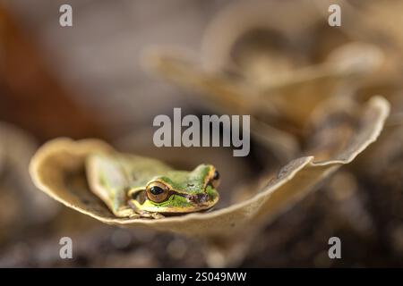 Maskenfrosch (Smisisa phaeata), Frösche (Rana), Costa Rica, Mittelamerika Stockfoto