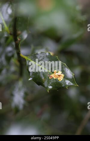 Ilex Blattminenfliege (Phytomyza ilicis) und Europäischer stechpalme (Ilex aquifolium), Fütterung von Larven auf stechpalme, Nordrhein-Westfalen, Deutschland, Europa Stockfoto