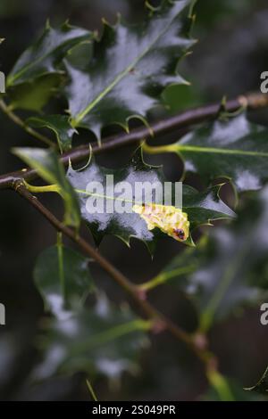 Ilex Blattminenfliege (Phytomyza ilicis) und Europäischer stechpalme (Ilex aquifolium), Fütterung von Larven auf stechpalme, Nordrhein-Westfalen, Deutschland, Europa Stockfoto