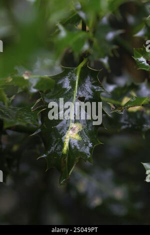 Ilex Blattminenfliege (Phytomyza ilicis) und Europäischer stechpalme (Ilex aquifolium), Fütterung von Larven auf stechpalme, Nordrhein-Westfalen, Deutschland, Europa Stockfoto