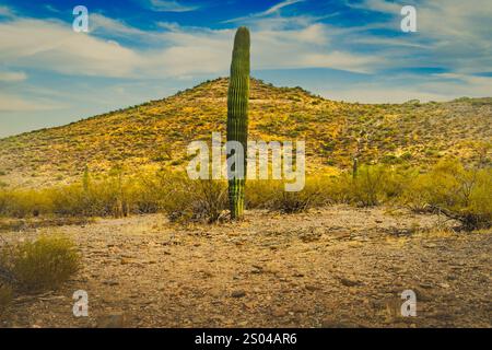 Dieses Foto fängt die raue Schönheit von Tucson, Arizona, mit seiner dramatischen Berglandschaft am Horizont ein. Saguaro Kakteen Punkt Stockfoto
