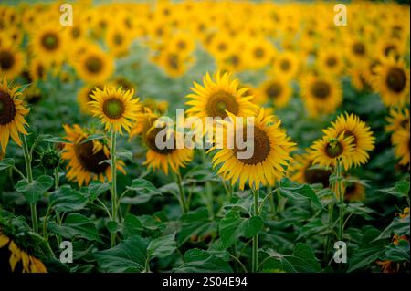 Großes Foto von vielen Sonnenblumen, die in der Landwirtschaft voll blühten. Selektiver Fokus verwendet. Stockfoto