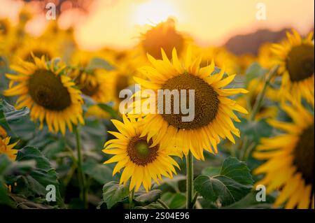 Sonnenlicht aus westlicher Richtung bei Sonnenuntergang, in dem die Sonnenblume auf dem Ackerfeld voll blühte. Stockfoto
