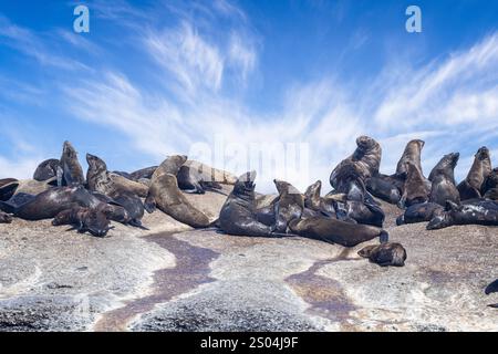 Nahaufnahme einer Gruppe von Kappelzrobben auf Felsen von Seal Island vor der Hout Bay, in der Nähe von Kapstadt, Südafrika, Stockfoto