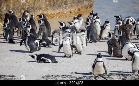 Eine Gruppe südafrikanischer Pinguine, die am Boulders Beach in der Nähe von Kapstadt, Südafrika, ankommen Stockfoto