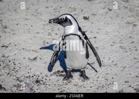 Nahaufnahme eines südafrikanischen Pinguins am Strand von Boulders Beach in der Nähe von Kapstadt, Südafrika Stockfoto