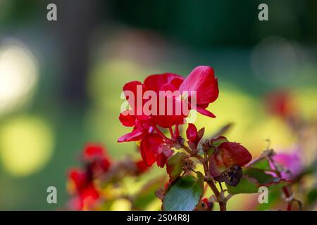Rosa und rot blühende Blumen Stockfoto