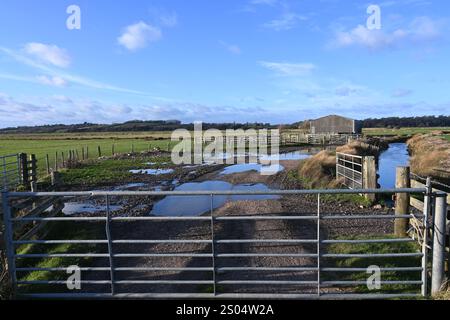 Wasserdurchflutetes Ackerland mit Metalltor und Viehstall Stockfoto