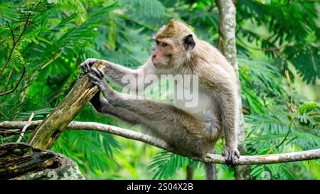 Macaca fascicularis (kera ekor panjang, Monyet ekor panjang, Langschwanzmakaken, Krabbenfressenaffe, Cynomolgus macaque) auf dem Baum Stockfoto