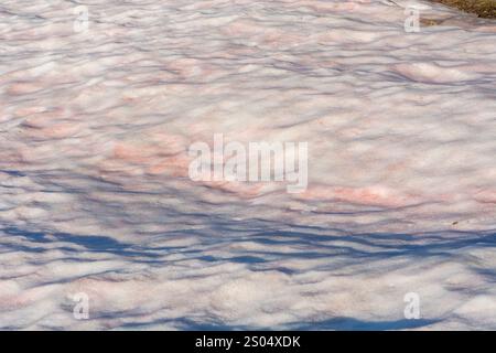 Dieses eindrucksvolle Nahaufnahme-Bild erfasst das Phänomen des „Blutschnees“, bei dem der Schnee rot oder rosa erscheint, weil mikroskopisch kleine Algen in Kälte gedeihen, Stockfoto