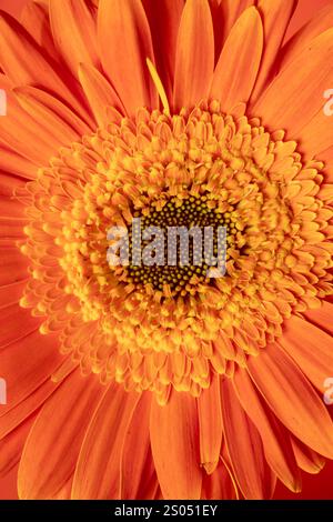 Nahaufnahme orangener Gerbera-Blume Stockfoto