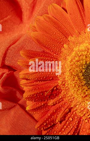 Orange Gerbera Blume mit Wassertropfen, Nahaufnahme Stockfoto
