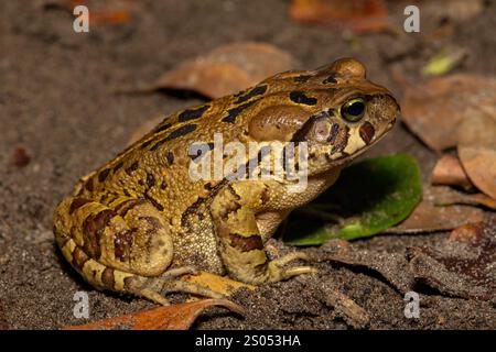 Eine wunderschöne östliche Leopardenkröte (Sclerophrys pardalis), in freier Wildbahn, in Westkap, Südafrika Stockfoto